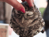 Head Massage Chilling GIF
