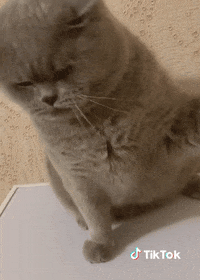 Cat GIF by TikTok France