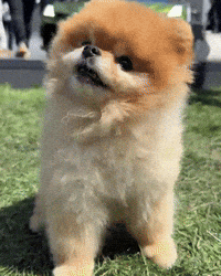 Pomeranian Happy Dog GIF