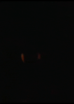 mash up cat GIF