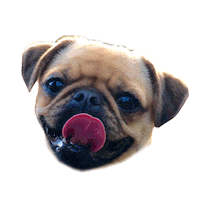 pug zoe Sticker by vinuts