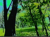 forest GIF