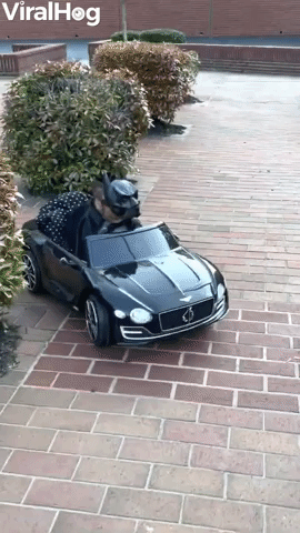 Batdog Takes His Batmobile for a Drive