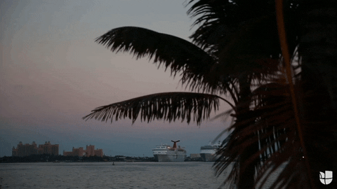 GIF by Univision Noticias