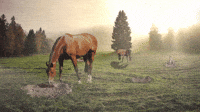 The Wide Open Range