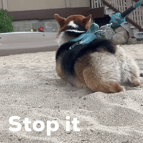 Corgi Stop It GIF