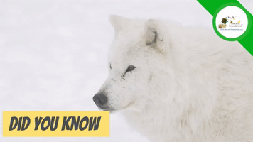 Artic Wolf | The SOL Foundation