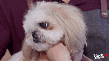 Rebel Wilson Dog GIF by Channel 7