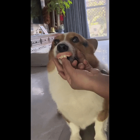 cuteanimalland giphyupload GIF