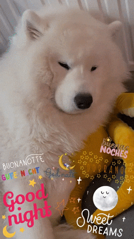 Buenas Noches Benji GIF