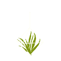 Plant Jungle Sticker by geschenketraeume