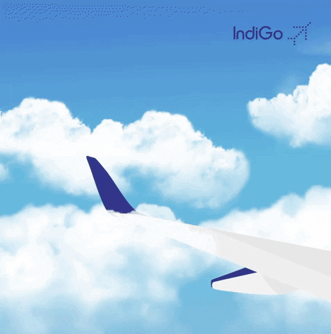 indigoairline  GIF