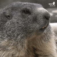 Interested Groundhog Day GIF by Zoo Berlin
