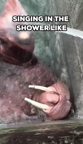 Walrus Drinks Straight From Hose