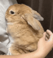 Bunny Cutie GIF