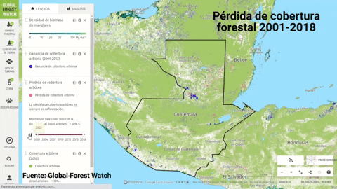 jorgerodrguez7d13 giphygifmaker forest guatemala global forest watch GIF