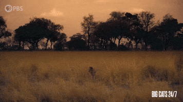 Lion Cub Looking Lost in Savannah