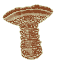 Florida Keys Diving Sticker by Put Me Outside