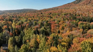 Warm Red Tones Emerge in Treetops as Fall Settles in North Vermont