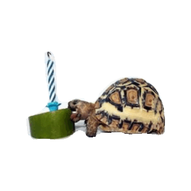 birthday turtle STICKER by imoji