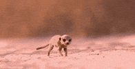 Super Smart Animals Meerkat GIF