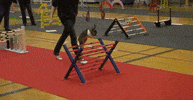 rabbit GIF