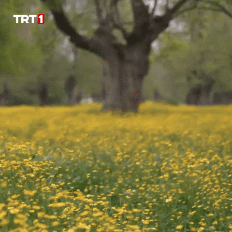 Flower Water GIF by TRT