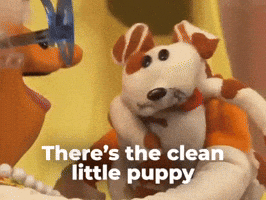 Clean little puppy