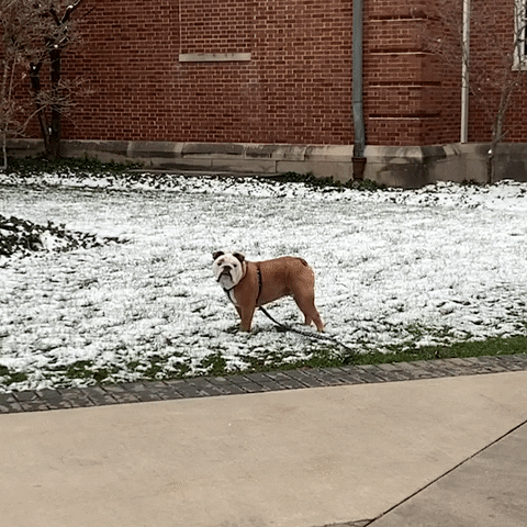 Happy Butler Bulldogs GIF by Butler University