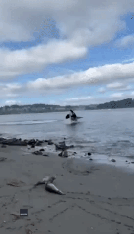 Orcas Breach Near Shore as They Hunt Seals in Tacoma, Washington