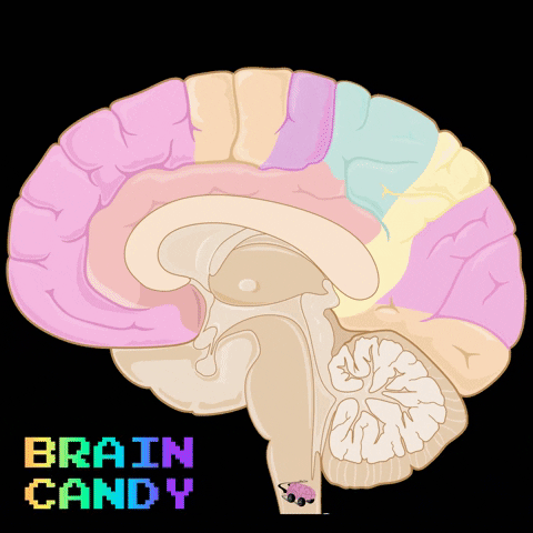 revmed giphygifmaker candy brain neuro GIF