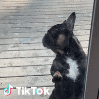 Cane Commedia GIF by TikTok Italia