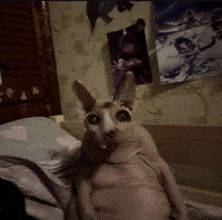 The Watcher Cat GIF
