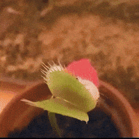 venus fly trap plant GIF