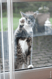desperate GIF
