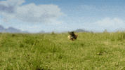 super bowl commercials 2016 GIF by Heinz Ketchup