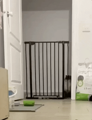 giphygifgrabber cat cat jumping over gate GIF