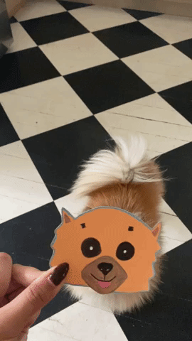 Yay for Pomeranians