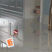 Happy New Year Shiba GIF