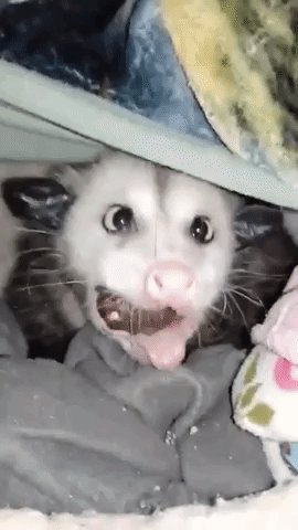 Sweet Opossum Snacks on Donut