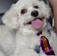 Dog Pet GIF
