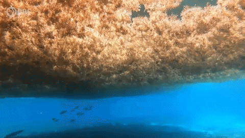 Sargassum Seaweed Water GIF by PBS Digital Studios