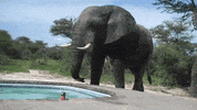 thirst GIF