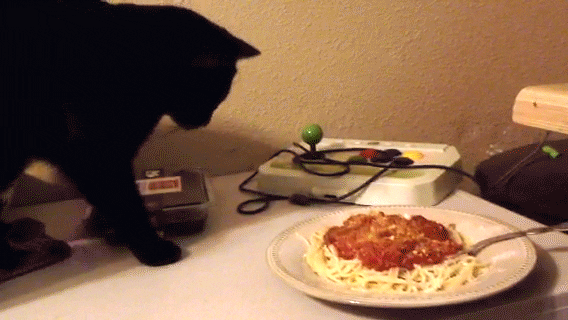 cat spaghetti GIF