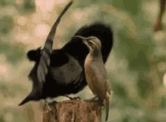 dance bird GIF