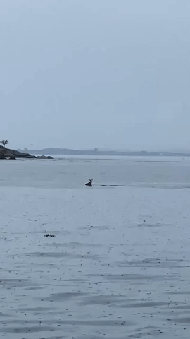 Buck Effortlessly Swims Across Bay in British Columbia