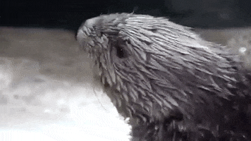 Sea Otter GIF by Georgia Aquarium