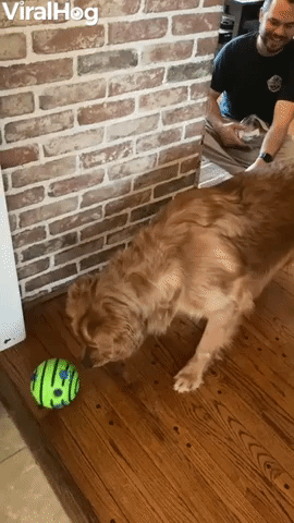 Golden Confused By Ball the Easter Bunny Left