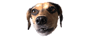 Dog Love Sticker by Nutella Furacão