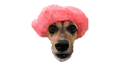 Dog Viralata Sticker by Nutella Furacão